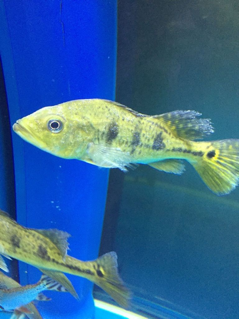 巴西亞魚(yú)身上出現(xiàn)白點(diǎn)了怎么辦（巴西亞魚(yú)生病前的四大征兆巴西亞魚(yú)生病前的四大征兆）
