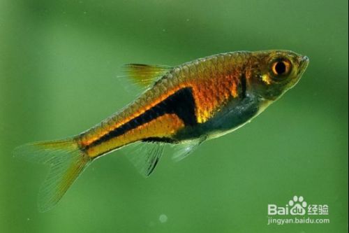 龍魚配合飼料喂什么魚比較好（龍魚配合飼料喂什么魚好）