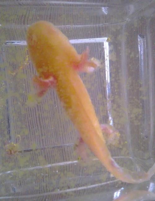 恐龍王魚病的圖片資源（六角恐龍魚長白斑3大原因+5招急救法）
