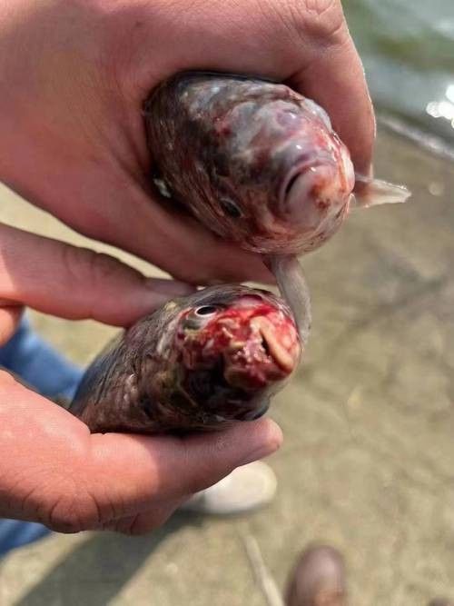 恐龍王魚病的圖片資源（六角恐龍魚長白斑3大原因+5招急救法）