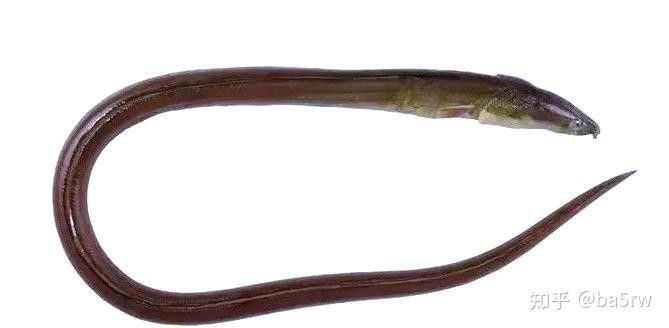 魷龍魚的價格是多少？（福州的魷龍魚是什么魚lacodevita的營養(yǎng)與功效揭秘）