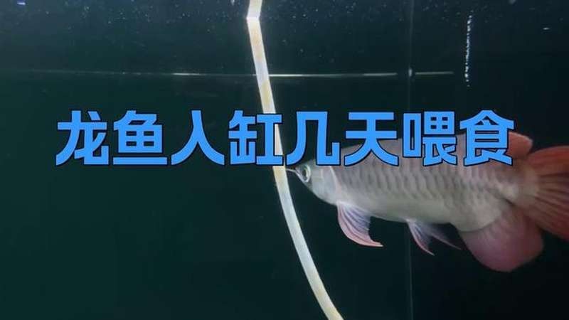 龍魚病愈后，喂食的最佳時間取決于多種因素（龍魚病愈后喂食的最佳時間）