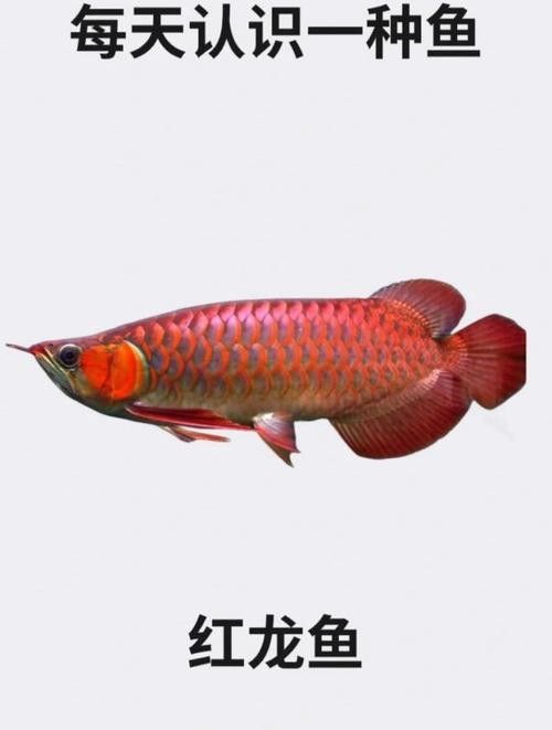 淮陰紅龍魚飼養的通用方法和要點紅龍魚飼養方法和要點（淮陰紅龍魚怎么養紅龍魚價格及圖片欣賞大全）