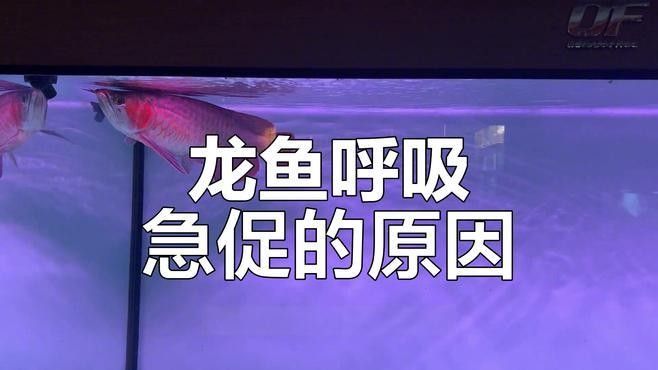 達縣龍魚食用禁忌（關于“達縣龍魚”的食用禁忌）