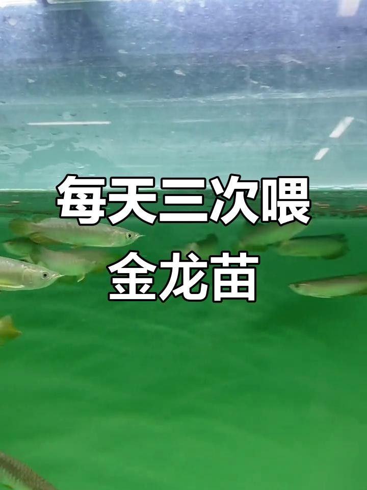 金龍魚苗飼養技術（金龍魚幼崽長什么樣饞啥攻略金龍魚幼崽長什么樣饞啥）