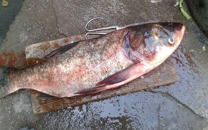 臨安青山湖的最佳釣位在哪里？（臨安青山湖最佳釣位在哪里？）