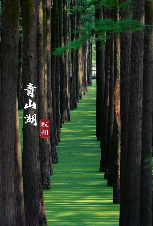 臨安青山湖的最佳釣位在哪里？（臨安青山湖最佳釣位在哪里？）