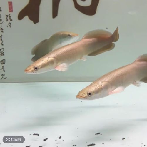 巨骨舌魚魚苗多少錢一條蘇南政青巨骨舌魚苗多少錢一條（巨骨舌魚魚苗價格差異解析巨骨舌魚魚苗多少錢一條）
