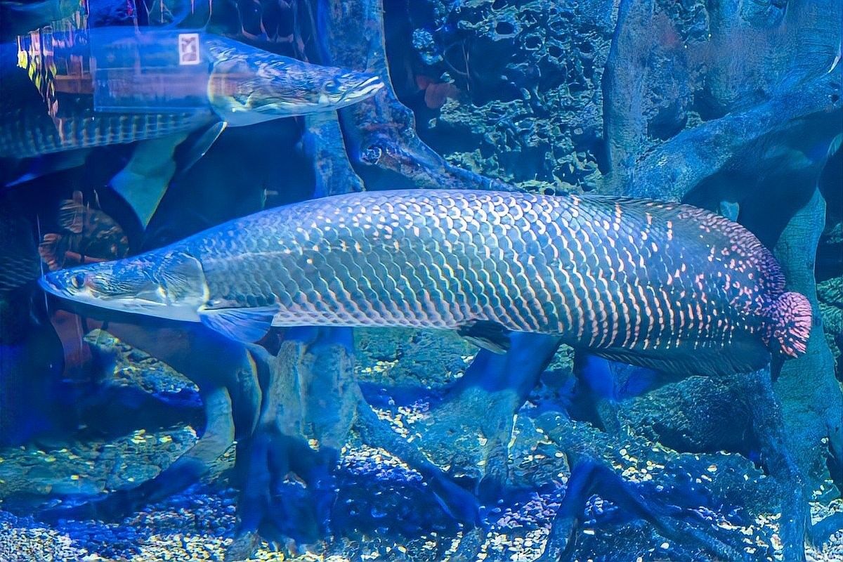 巨骨舌魚魚苗多少錢一條蘇南政青巨骨舌魚苗多少錢一條（巨骨舌魚魚苗價格差異解析巨骨舌魚魚苗多少錢一條）