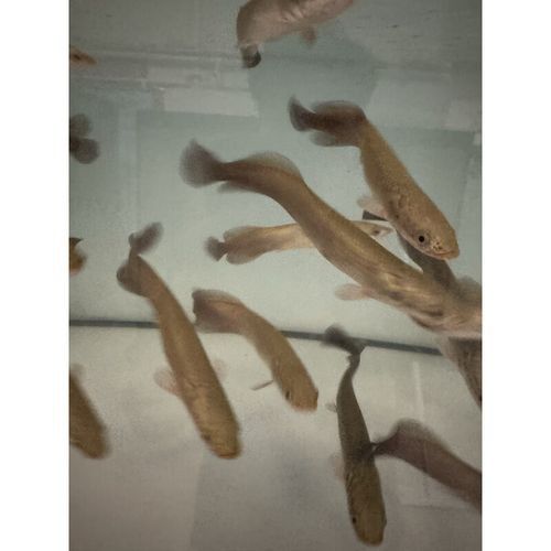 巨骨舌魚魚苗多少錢一條蘇南政青巨骨舌魚苗多少錢一條（巨骨舌魚魚苗價格差異解析巨骨舌魚魚苗多少錢一條）