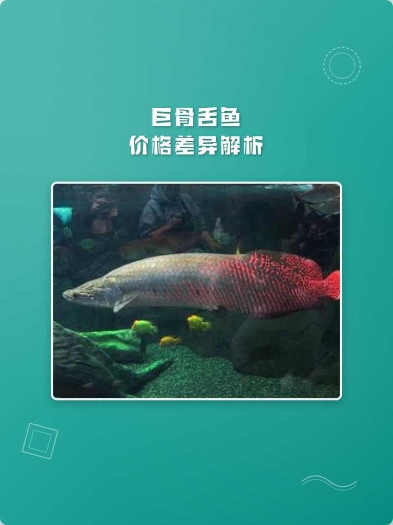 巨骨舌魚魚苗多少錢一條蘇南政青巨骨舌魚苗多少錢一條（巨骨舌魚魚苗價格差異解析巨骨舌魚魚苗多少錢一條）