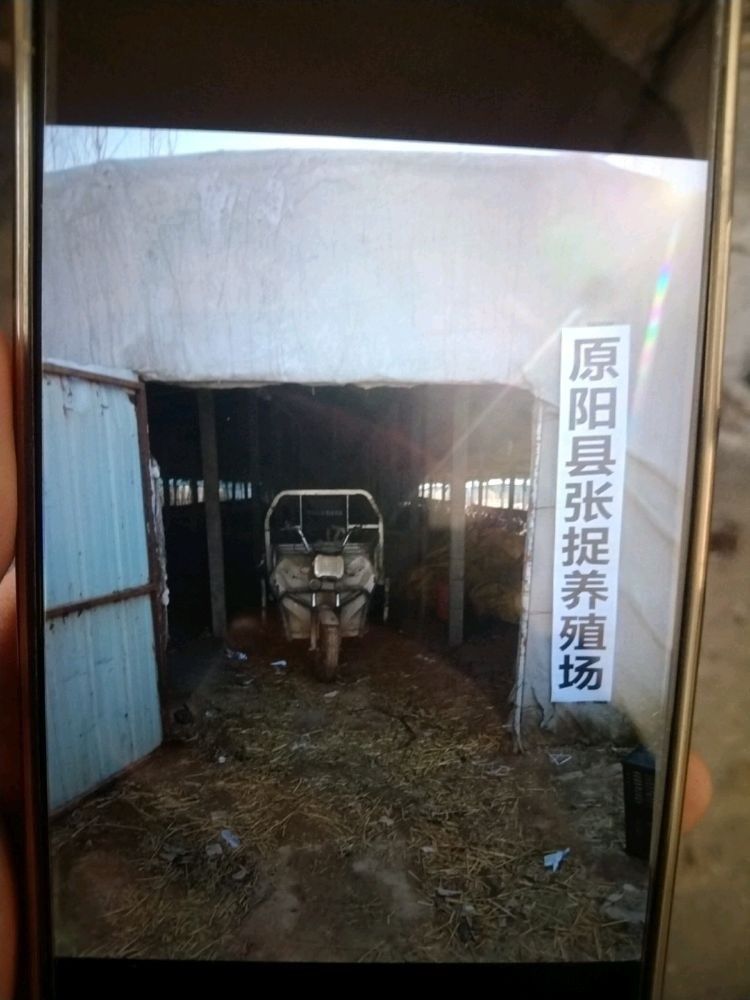 原陽金龍魚飼養全攻略[需手動填充]原陽金龍魚飼養方法及飼養方法（原陽縣金龍魚養殖業）