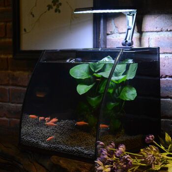 談談二手金龍魚活體交易（二手金龍魚活體交易）