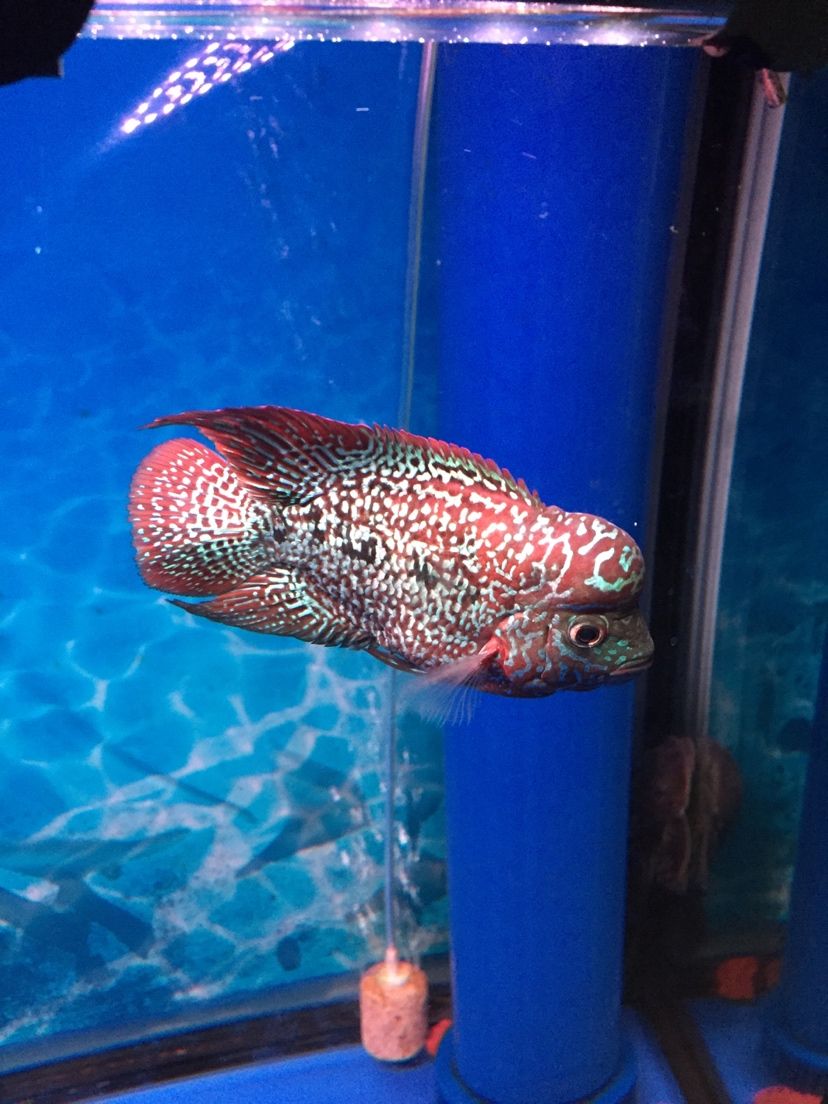 魚龍巔是一款專為羅漢魚愛好者設計的應用程序，旨在幫助用戶更好地了解和照顧他們的寵物（祥龍水族聯盟魚友評論）