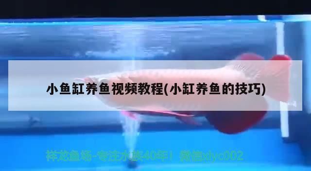 龍魚鱗片腐爛怎么處理最好（龍魚鱗片腐爛怎么處理最好呢）