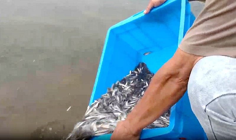 瀘縣龍魚的養殖技術（四川瀘縣龍魚養殖技巧與注意事項蘿蔓與書展開）