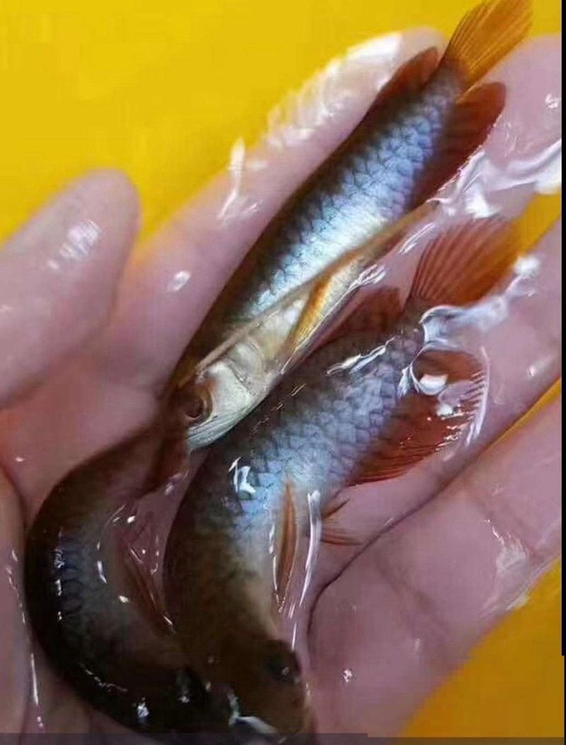 瀘縣龍魚的養殖技術（四川瀘縣龍魚養殖技巧與注意事項蘿蔓與書展開）