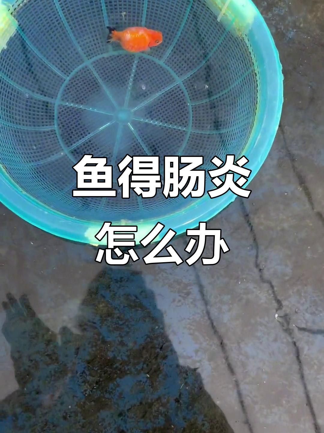魚腸炎能自愈嗎幻影戰(zhàn)境魚得了腸炎會自愈嗎幻影戰(zhàn)境（魚腸炎是否可以自愈）