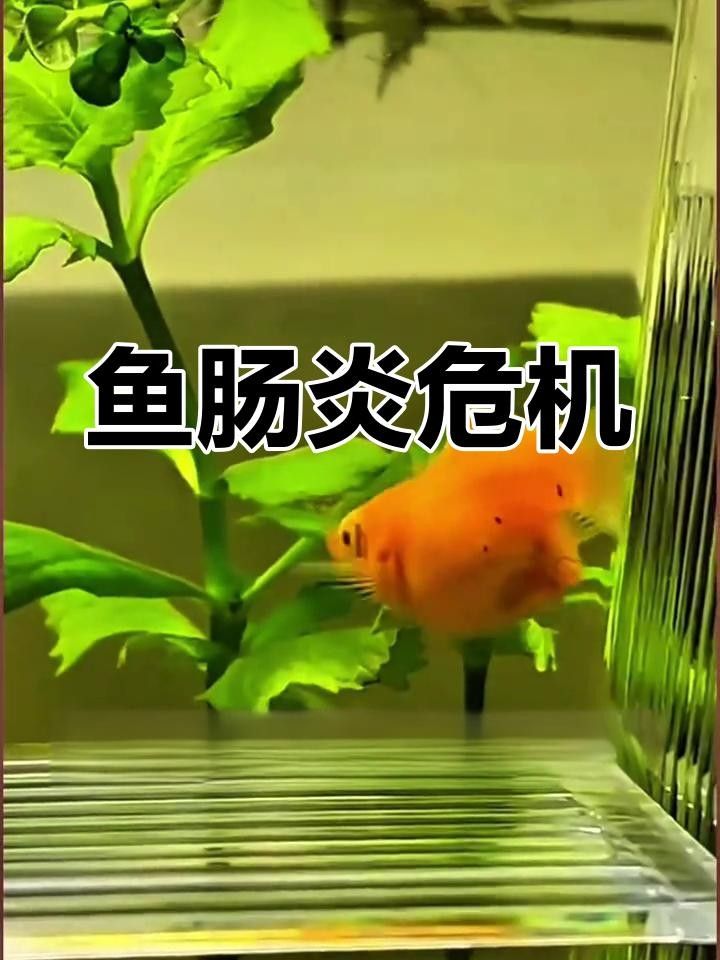 魚腸炎能自愈嗎幻影戰(zhàn)境魚得了腸炎會自愈嗎幻影戰(zhàn)境（魚腸炎是否可以自愈）