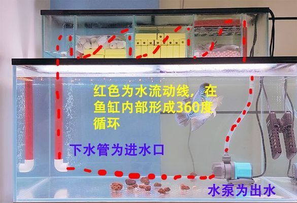 龍魚不會吃鼠魚，但是需要注意一些共養技巧，（飼養龍魚需要注意哪些問題？）