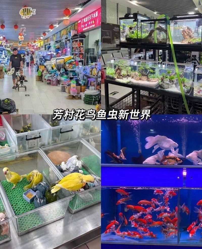 龍魚活力下降應該先改善水質還是使用魚藥，龍魚活力下降應該先改善水質還是使用魚藥來治療