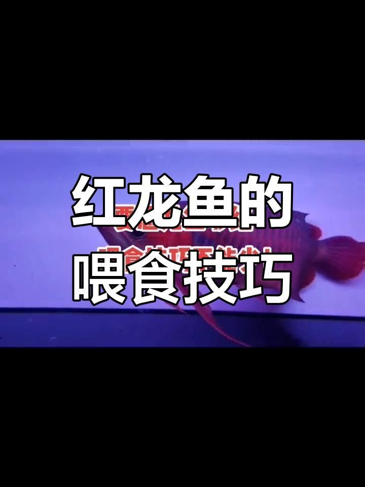 翠屏紅龍魚(yú)飼養(yǎng)攻略（養(yǎng)好翠屏紅龍魚(yú)最核心的三個(gè)關(guān)鍵步驟，幫助您快速上手）