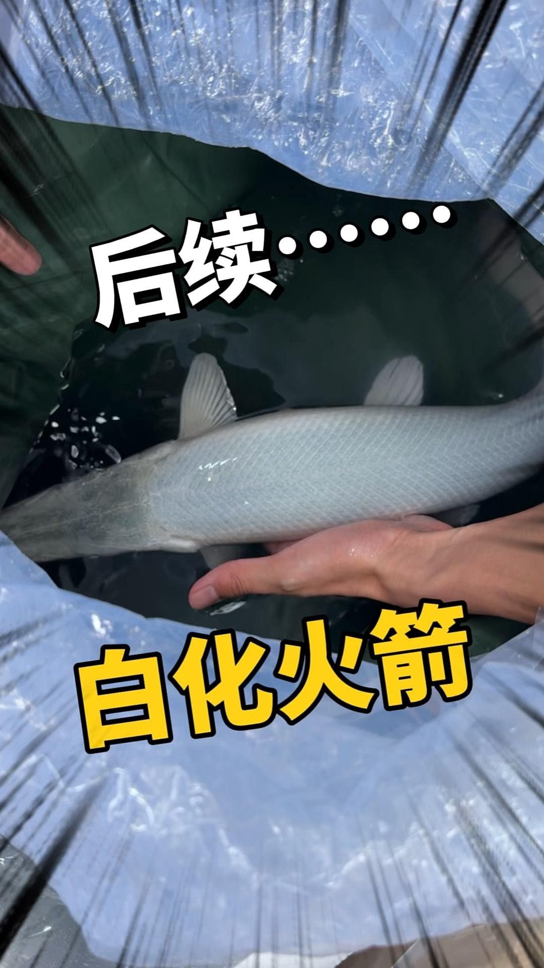 幽靈火箭魚和龍魚混養的成功率高嗎？（幽靈火箭魚和幽靈火箭魚混養的建議）
