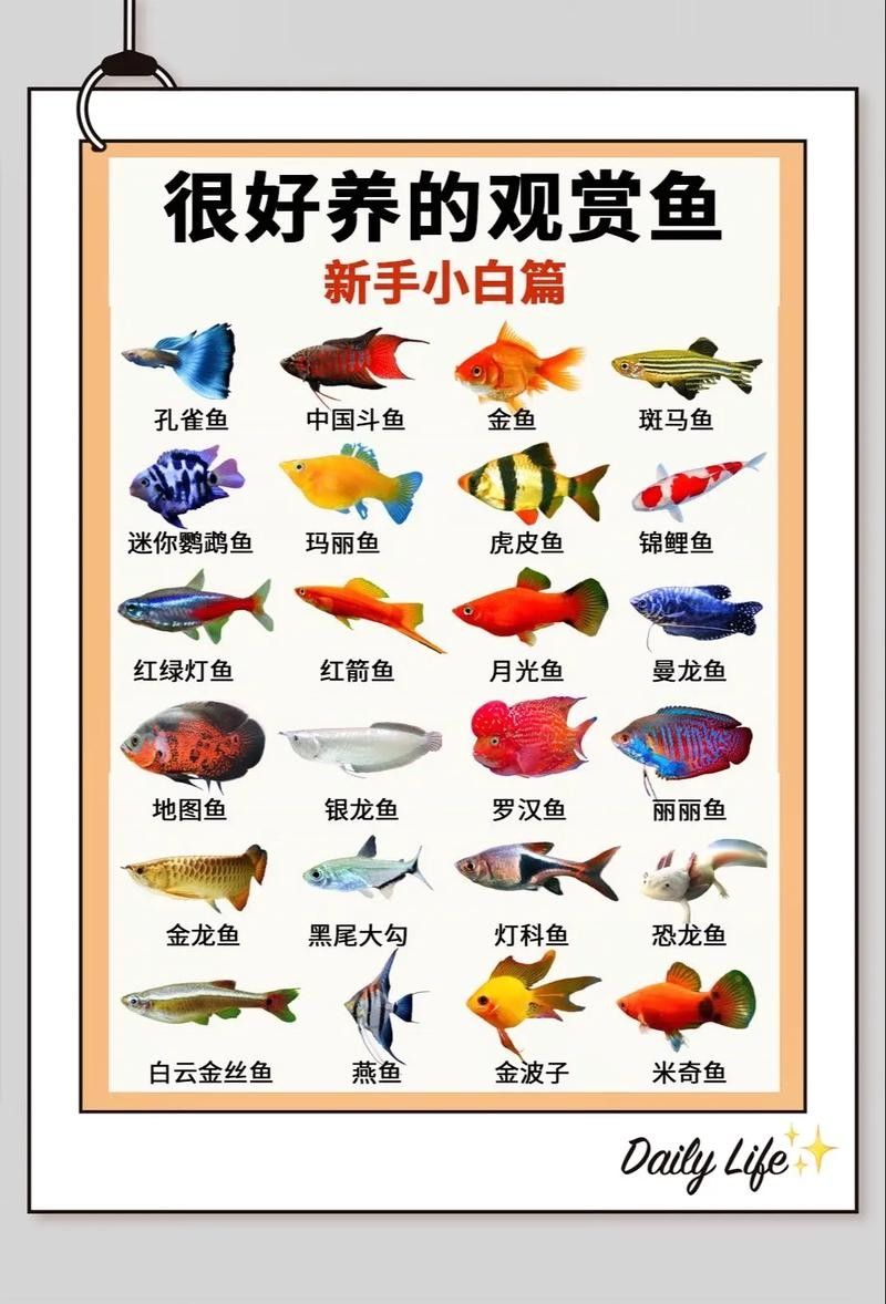 小型魚類混養的最佳搭配方案（小型魚混養的最佳搭配）