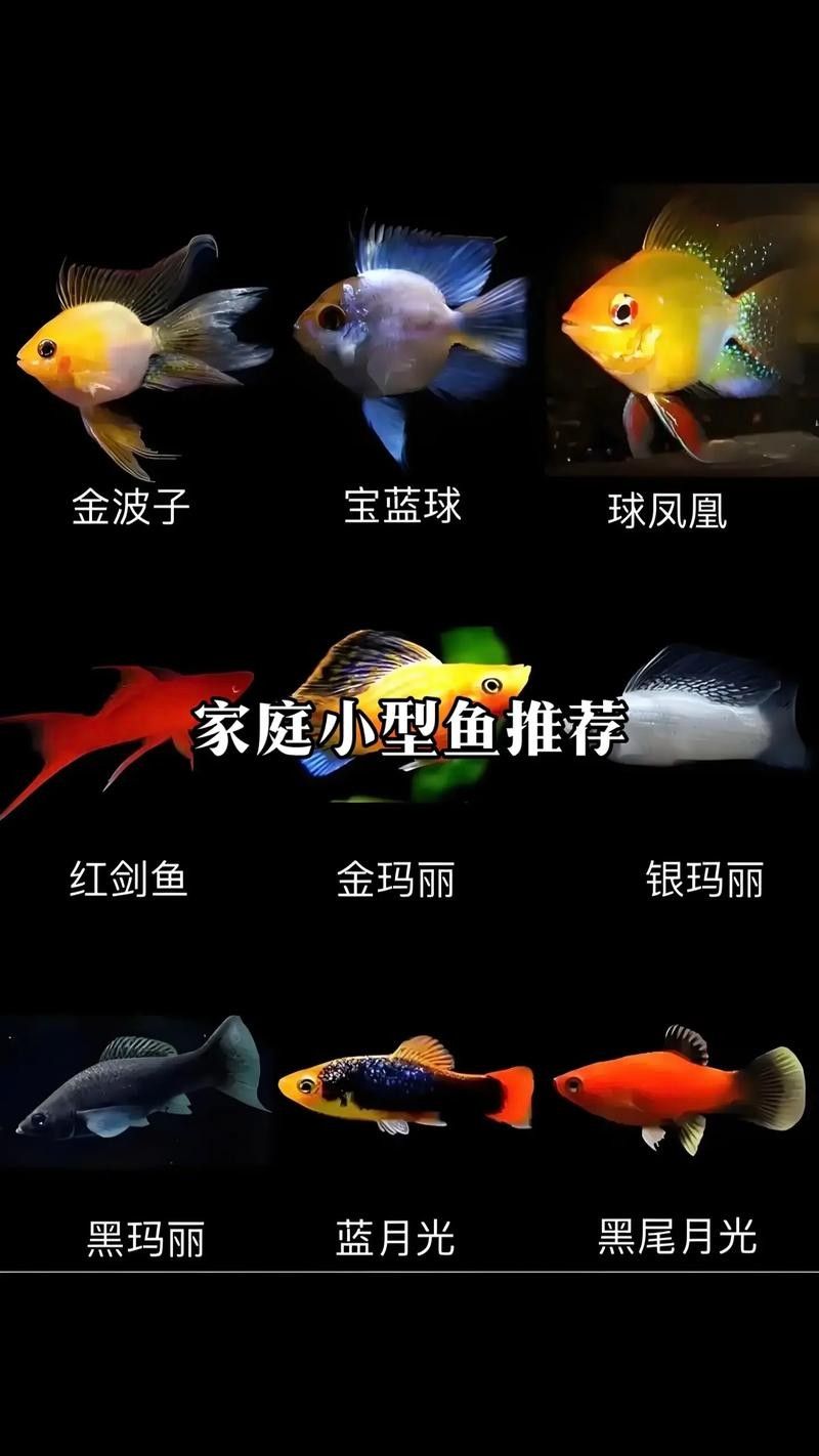 小型魚類混養的最佳搭配方案（小型魚混養的最佳搭配）