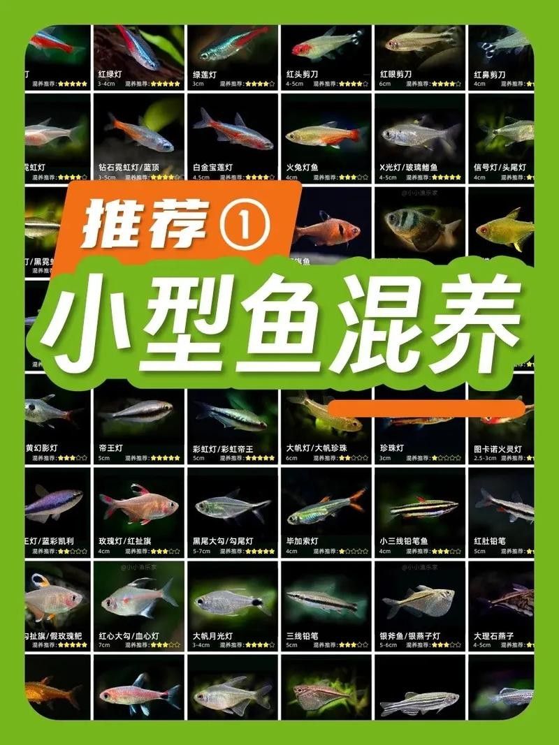 小型魚類混養的最佳搭配方案（小型魚混養的最佳搭配）