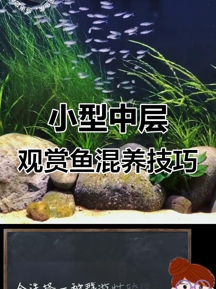 小型魚類混養的最佳搭配方案（小型魚混養的最佳搭配）