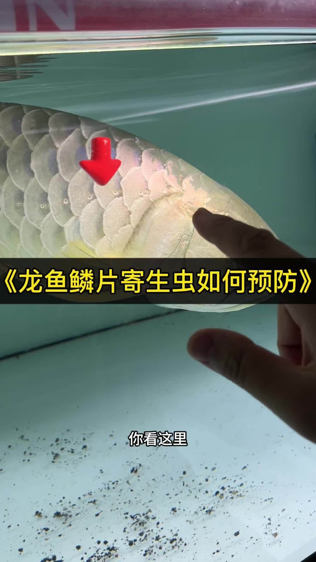 龍魚鱗片被腐蝕應該如何做才能更快恢復看看我們這個做法（魚鱗片發白腐蝕怎么辦教你快速恢復技巧全民小視頻）