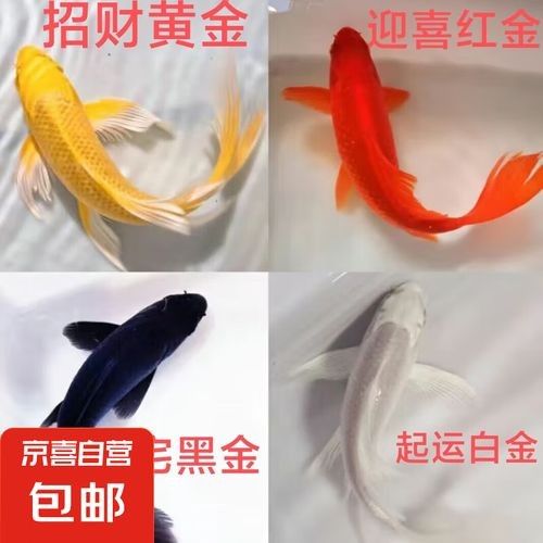 龍魚(yú)和錦鯉可以混養(yǎng)嗎（錦鯉和龍魚(yú)可以混養(yǎng)嗎）