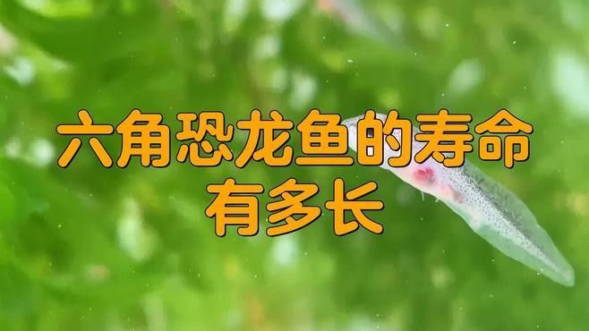 六角龍魚的壽命有多長呼倫貝爾大草原的貓咪們能活多久（六角恐龍魚的壽命有多長）