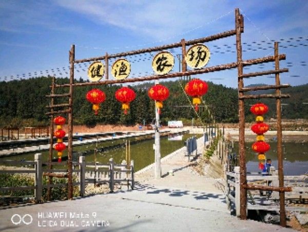 福建省三明市沙縣龍魚養殖基地沼萍魚養殖基地沼萍魚養殖基地（沙縣龍魚養殖有哪些成功案例）