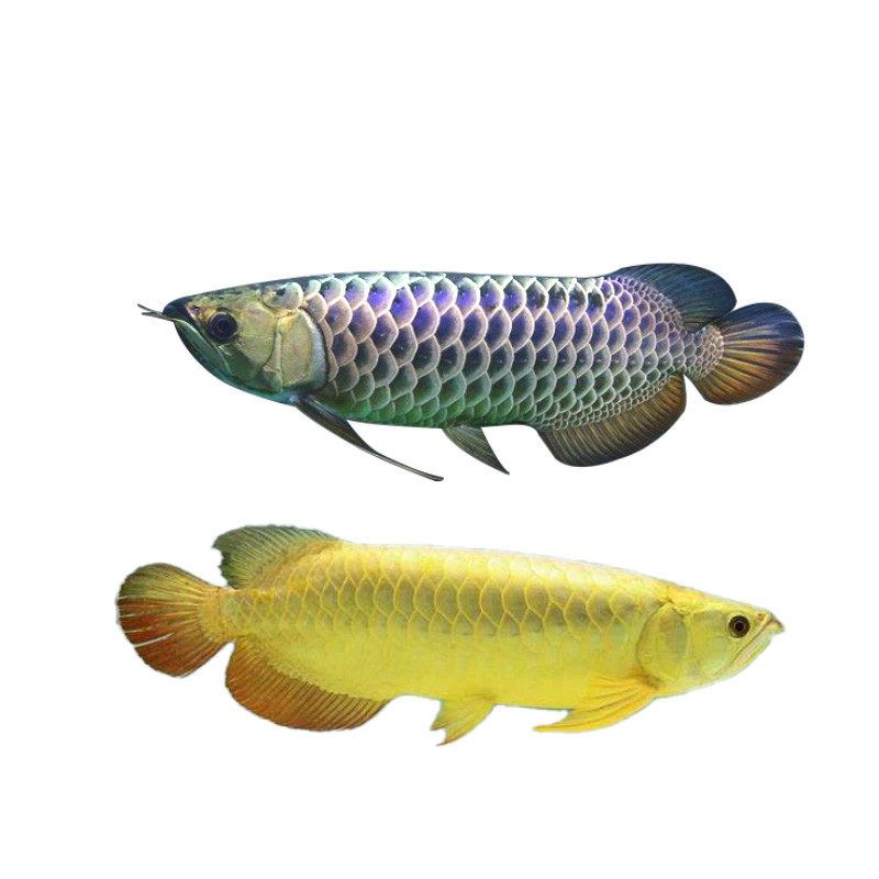 芳村花鳥魚蟲市場搬到哪了（廣州芳村花鳥魚蟲市場搬到哪了）