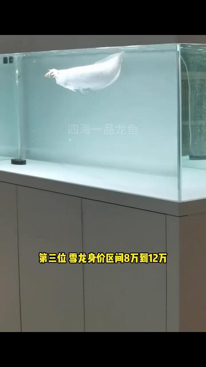 四種最貴龍魚(yú)硬核盤點(diǎn)（2025年龍魚(yú)市場(chǎng)價(jià)格參考及影響因素分析紅龍魚(yú)價(jià)格）