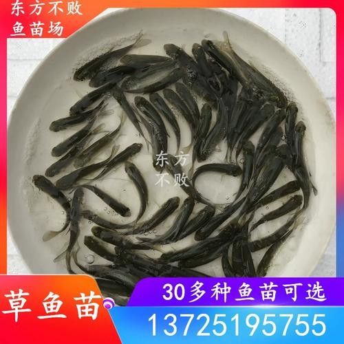 小白龍是什么魚，小白龍的分布范圍有哪些？（小白龍和白金龍魚的區別，小白龍和白金龍魚的區別有哪些）