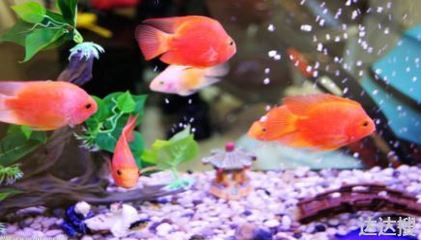 貴州省三都縣萬綠寶生物科技有限公司（三都萬綠寶生物科技有限公司）