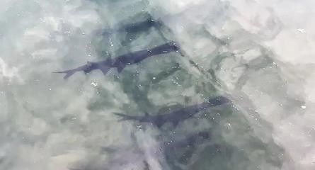 鴨嘴魚的養殖環境要求，或如何改善光照條件，來提升養殖效果？（鴨嘴魚是否怕光）