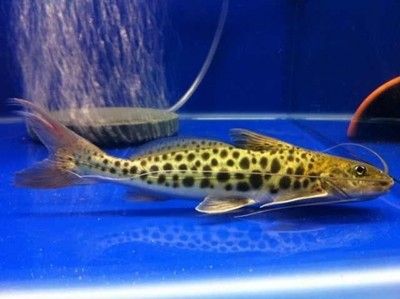 鴨嘴魚的養殖環境要求，或如何改善光照條件，來提升養殖效果？（鴨嘴魚是否怕光）