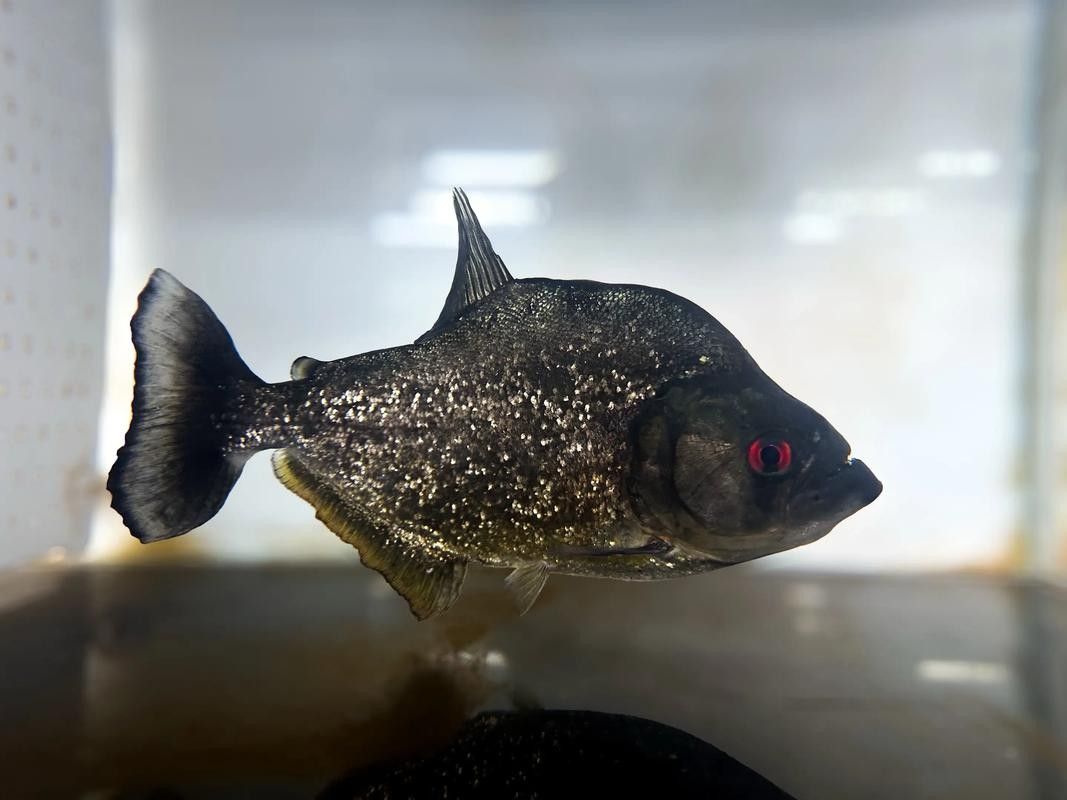 福滿鉆魚最怕的三大威脅（福滿鉆魚最怕三個東西）