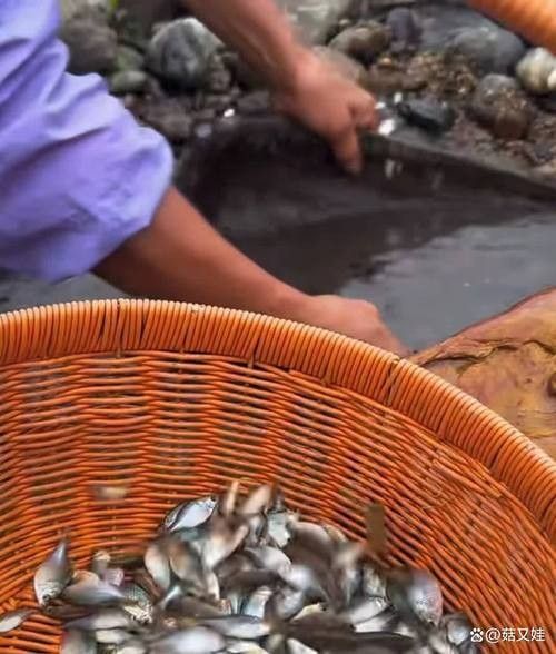 福滿鉆魚最怕的三大威脅（福滿鉆魚最怕三個東西）