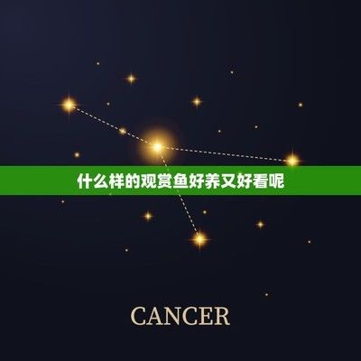 龍魚發色影響龍魚發色的重要因素和飼養過程中需要注意什么（促進龍魚發色的方法）