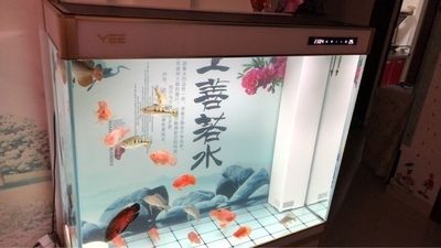 龍魚的圖片怎么用視頻做和龍魚的圖片怎么用視頻做頭像對應的相關信息