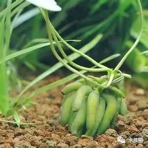 雷龍魚的種類有哪些？（小型雷龍魚的種類）