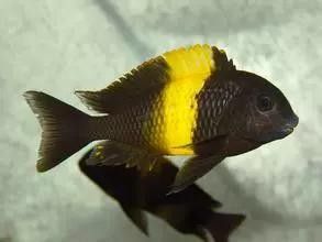 黃寬蝴蝶的價格是多少？（黃寬蝴蝶價格因地區、季節和購買渠道的不同而有差異）