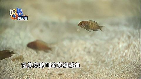 黃寬蝴蝶的價格是多少？（黃寬蝴蝶價格因地區、季節和購買渠道的不同而有差異）