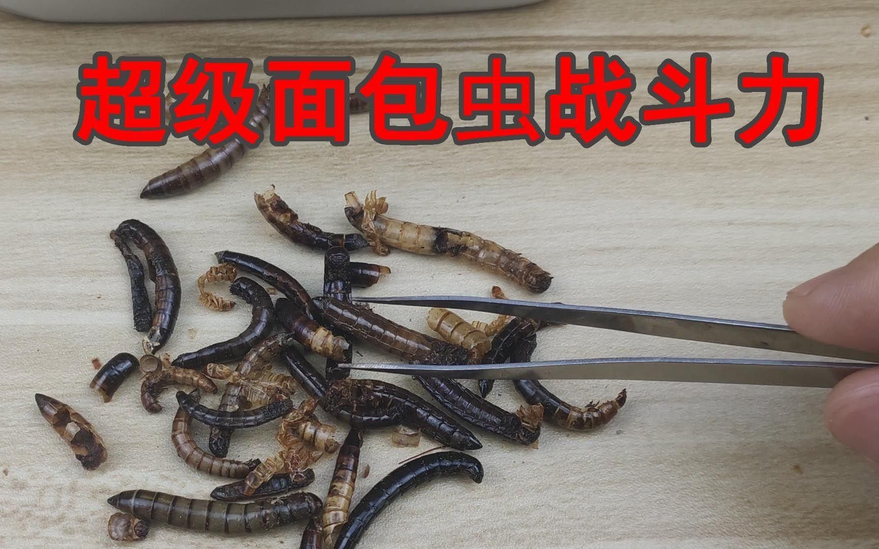 麥蟲和面包蟲的區別在哪（大麥蟲和面包蟲的區別）