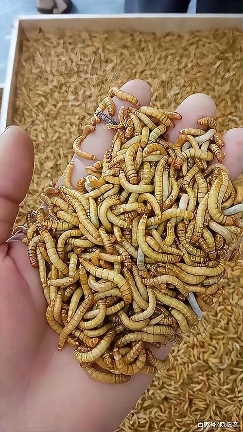 麥蟲和面包蟲的區別在哪（大麥蟲和面包蟲的區別）